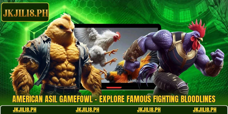 American Asil Gamefowl – Explore Famous Fighting Bloodlines