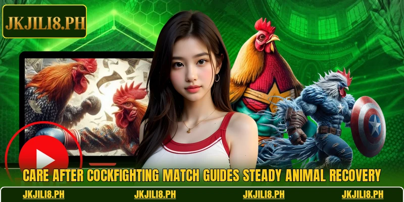 Care after cockfighting match guides steady animal recovery