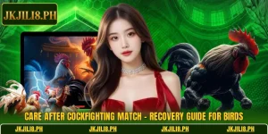 Care After Cockfighting Match – Recovery Guide For Birds