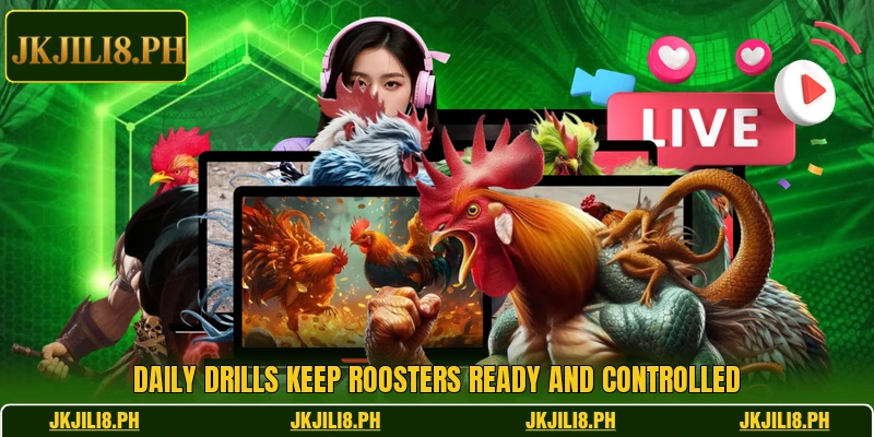 Daily drills keep roosters ready and controlled Daily drills keep roosters ready and controlled