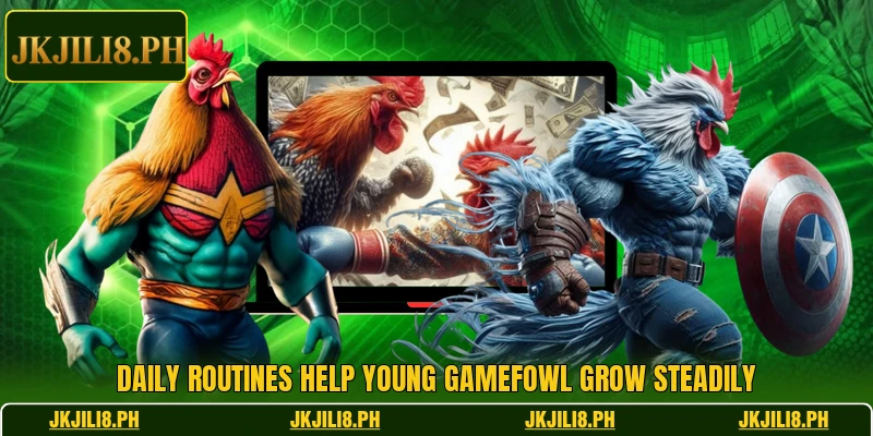Daily routines help young gamefowl grow steadily Daily routines help young gamefowl grow steadily