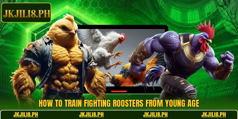 How to train fighting roosters from young age How to train fighting roosters from young age